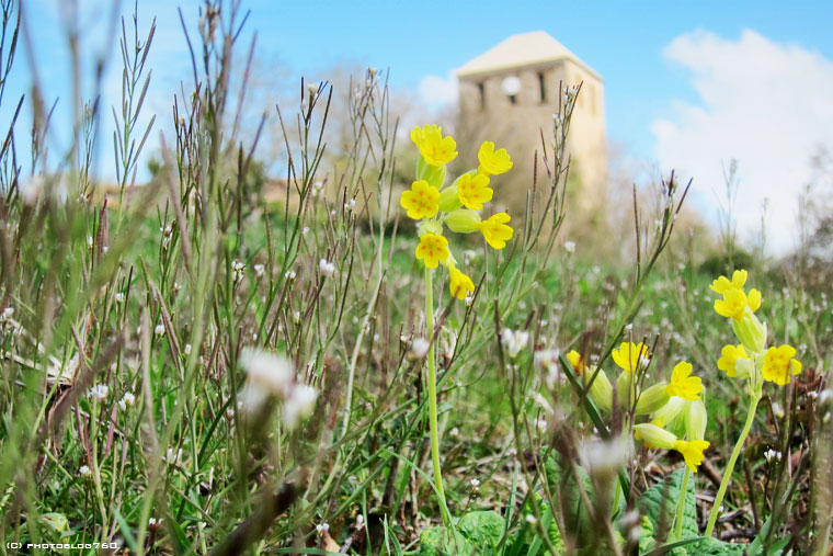 The cowslip castle